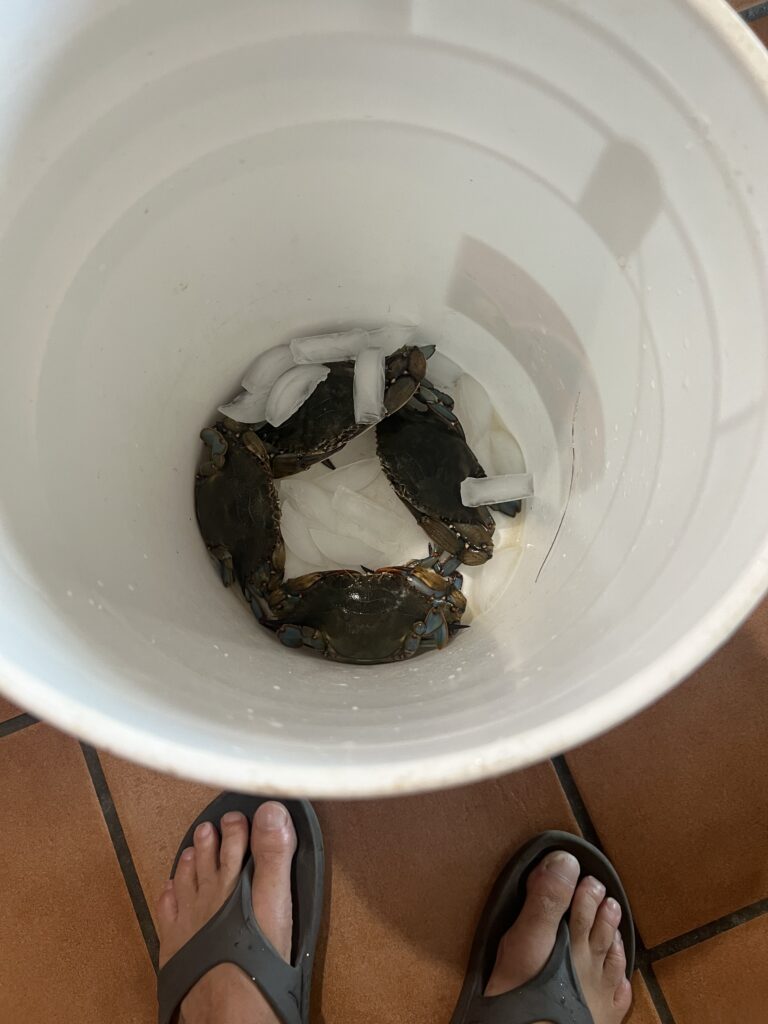 blue crab