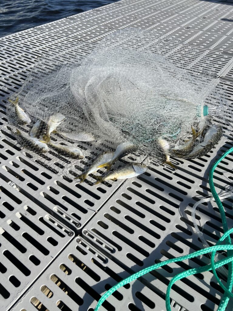 Menhaden