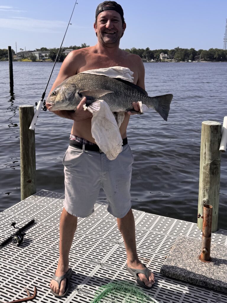 black drum